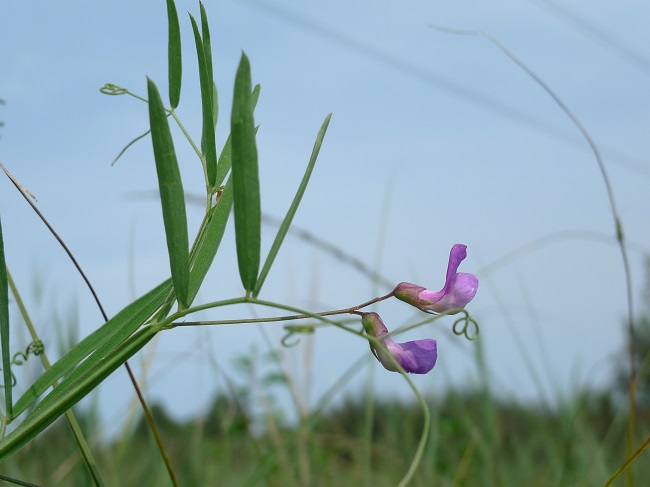 La Gesse des marais à l'Anglade (E. Champion) La Gesse des marais