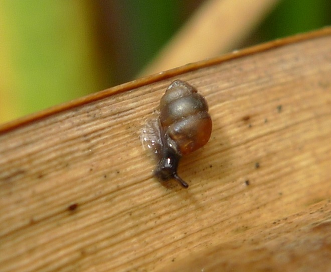 Le Vertigo de Desmoulin à l'Anglade (E. Champion) Le Vertigo de Desmoulin